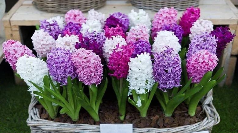 How to Grow and Care for Hyacinth
