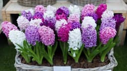 How to Grow and Care for Hyacinth