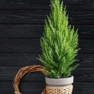 How to Grow and Care for Lemon Cypress Trees