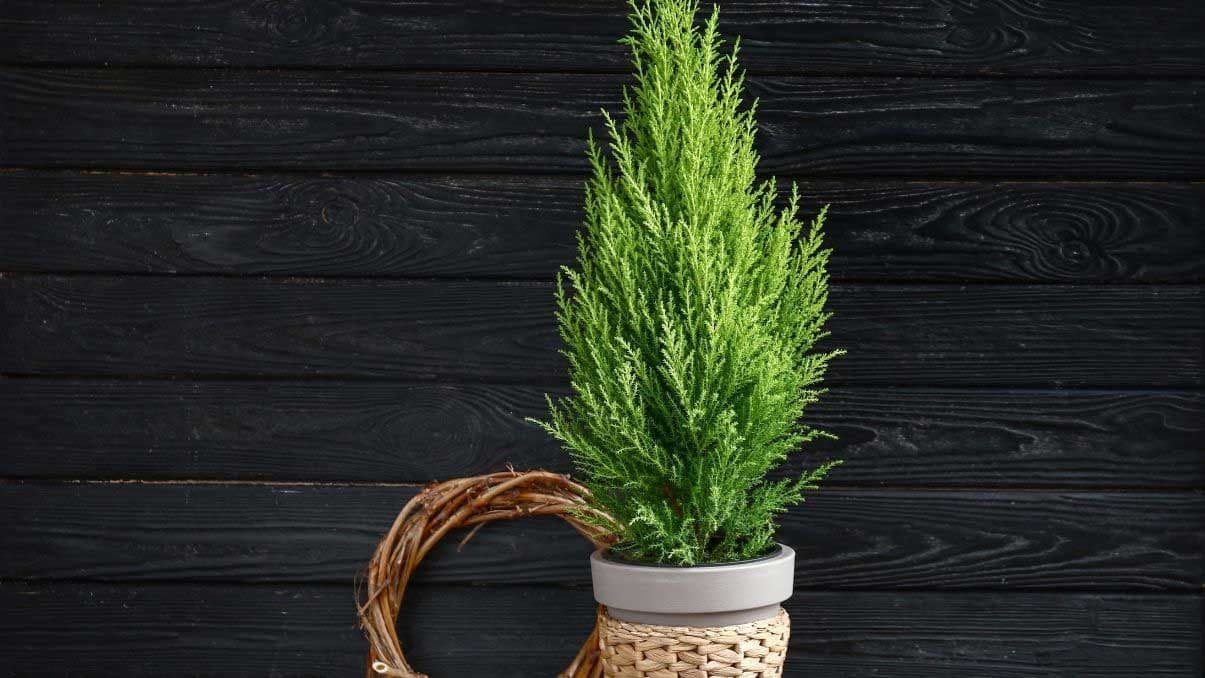 How to Grow and Care for Lemon Cypress Trees