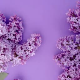 How to Grow and Care for Lilac Bushes