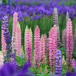 How to Grow and Care for Lupine Flowers