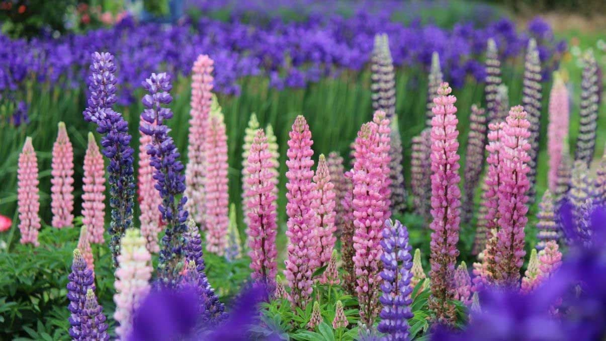 How to Grow and Care for Lupine Flowers