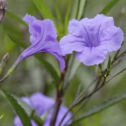 How to Grow and Care for Mexican Petunia