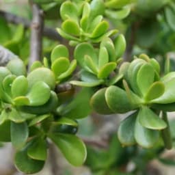 How to Grow and Care for Money Tree