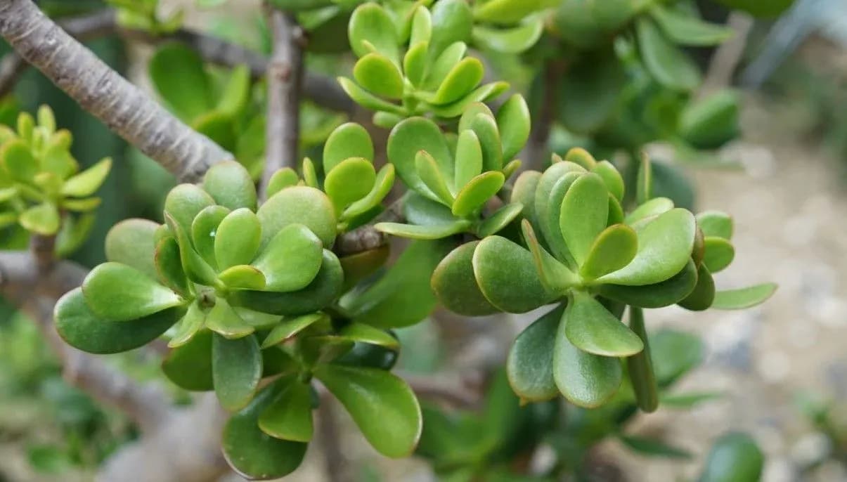 How to Grow and Care for Money Tree