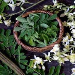 How to Grow and Care for Moringa Trees