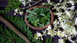 How to Grow and Care for Moringa Trees