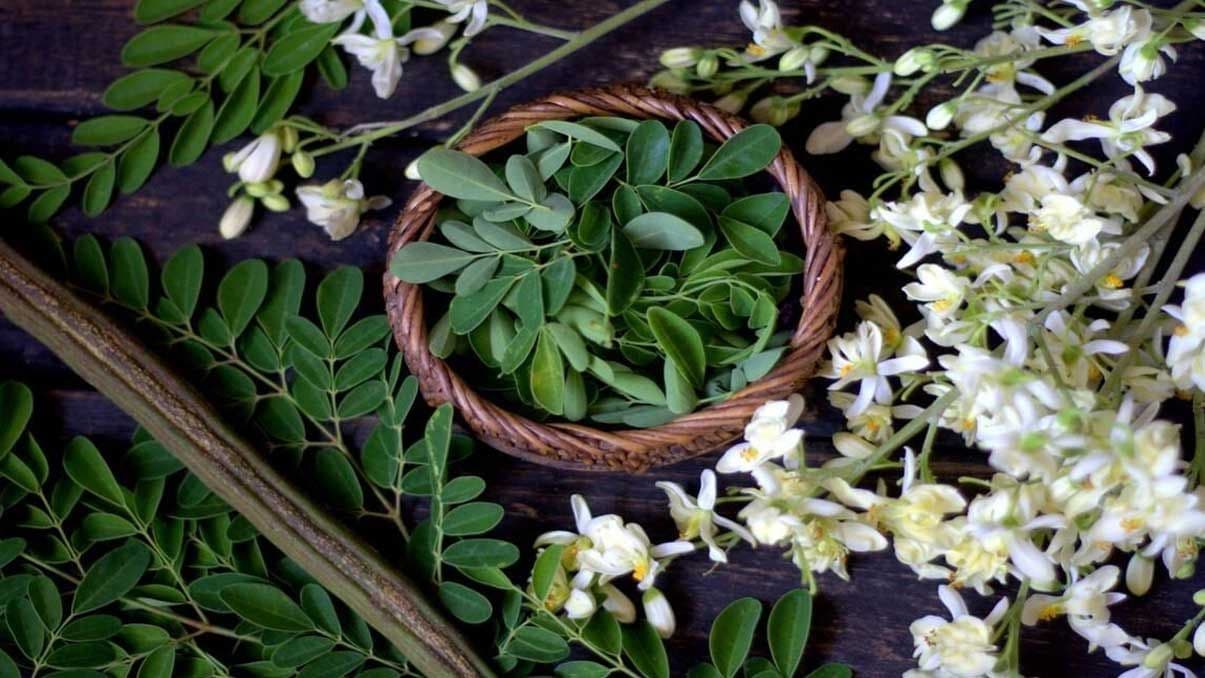 How to Grow and Care for Moringa Trees
