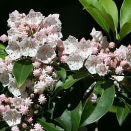 How to Grow and Care for Mountain Laurel