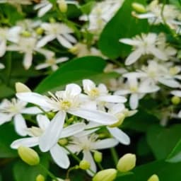How to Grow and Care for Night-Blooming Jasmine