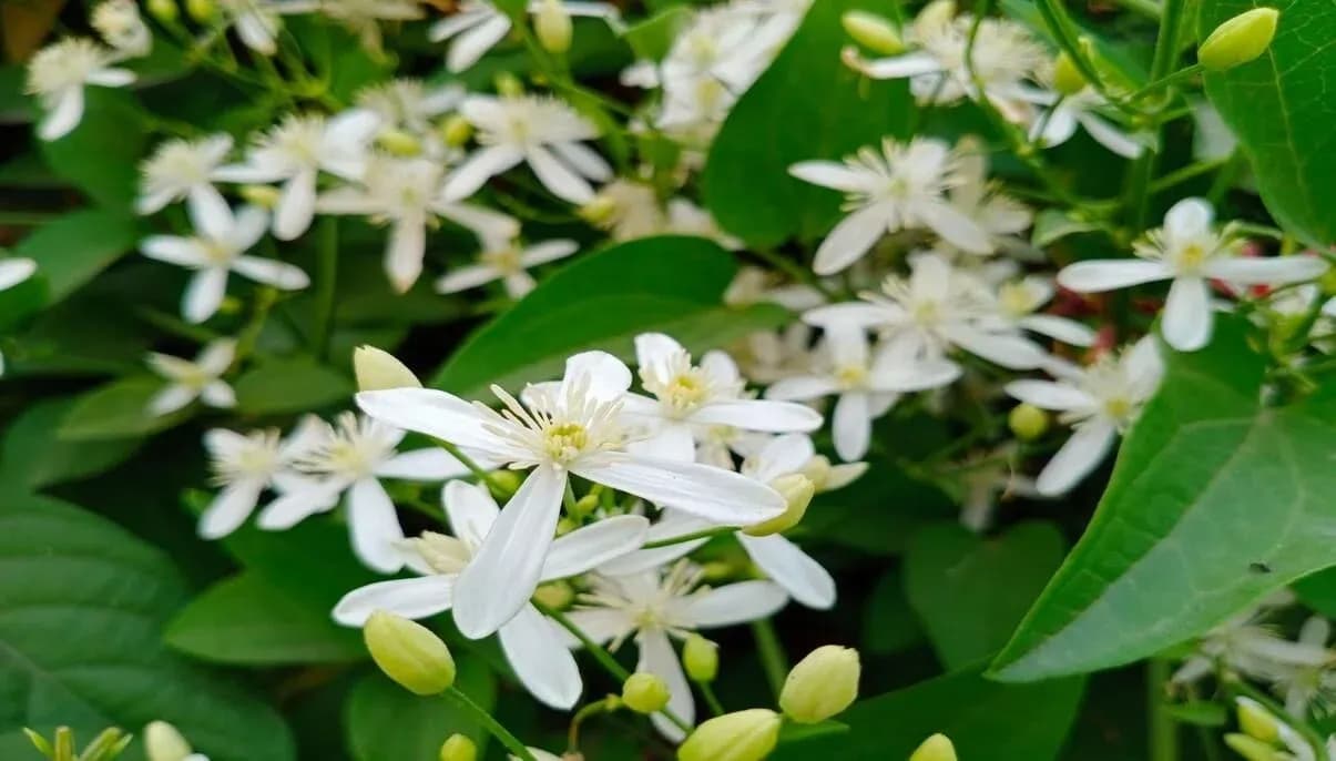 How to Grow and Care for Night-Blooming Jasmine