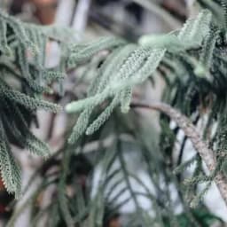 How to Grow and Care for Norfolk Island Pine