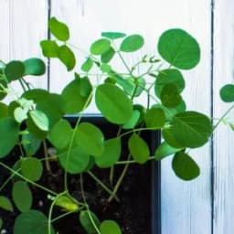 How to Grow and Care for Peperomia Obtusifolia