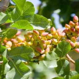 How to Grow and Care for Pistachio Trees
