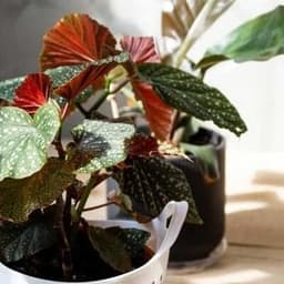 How to Grow and Care for Rex Begonias