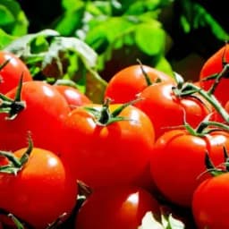 How to Grow and Care for Roma Tomatoes
