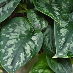 How to Grow and Care for Satin Pothos