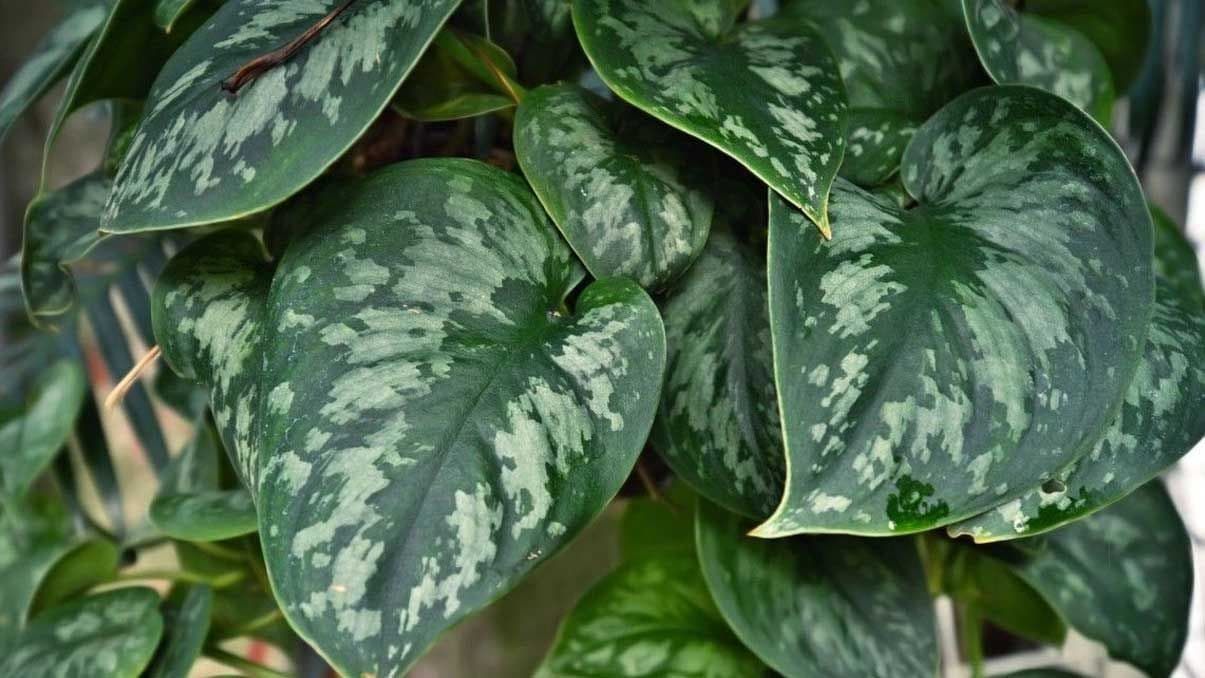 How to Grow and Care for Satin Pothos