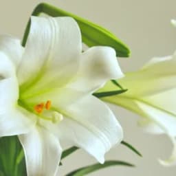 How to Grow and Care for Stargazer Lily
