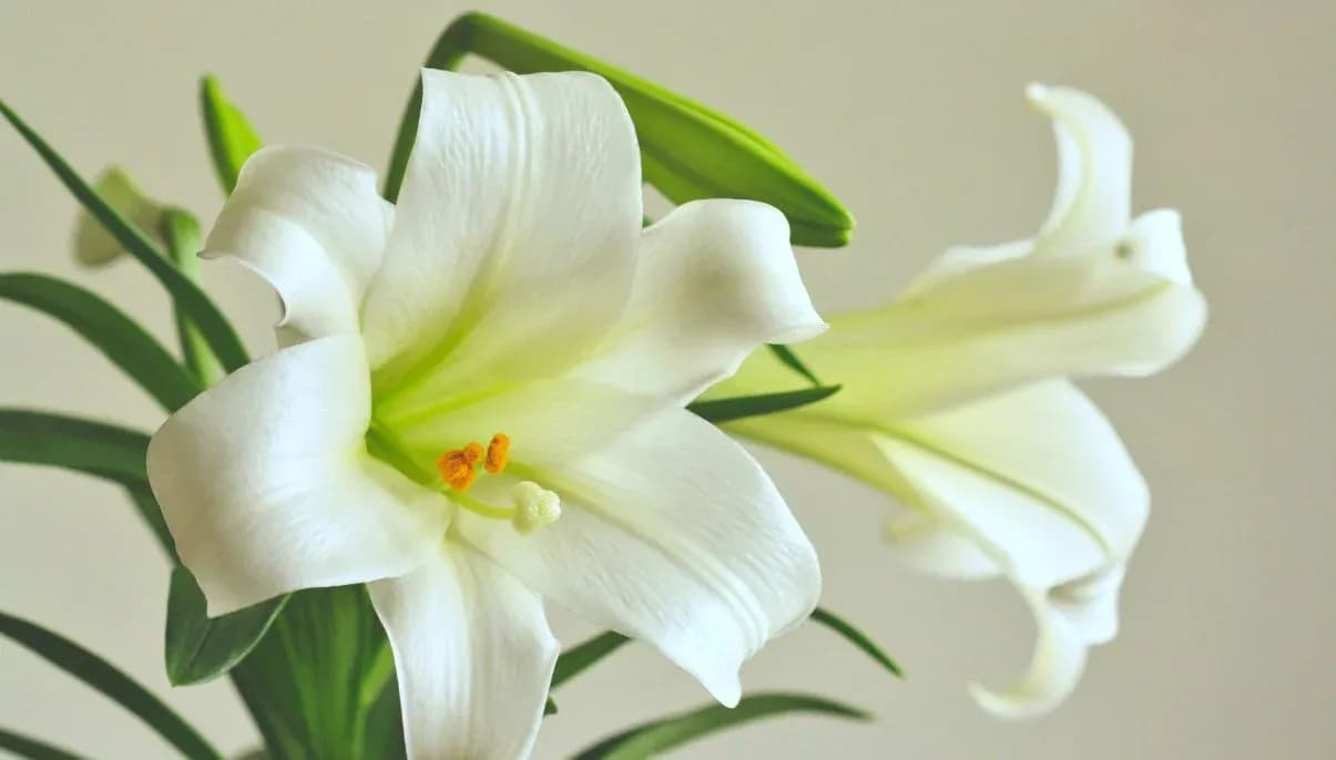 How to Grow and Care for Stargazer Lily
