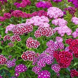 How to Grow and Care for Sweet William