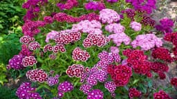 How to Grow and Care for Sweet William