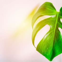 How to Grow and Care for Swiss Cheese Plants