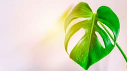 How to Grow and Care for Swiss Cheese Plants
