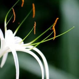 How to Grow and Care for the Spider Lily