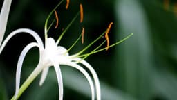 How to Grow and Care for the Spider Lily
