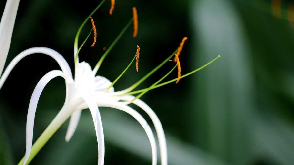 How to Grow and Care for the Spider Lily