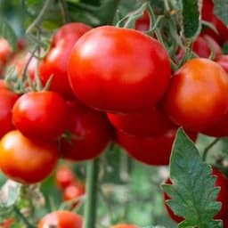 How to Grow and Care for Tomatoes