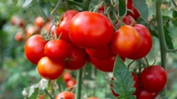 How to Grow and Care for Tomatoes