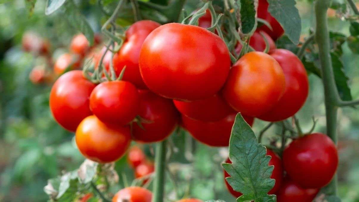 How to Grow and Care for Tomatoes