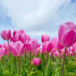 Tulip Flowers: Types, How to Plan, Grow, and Care