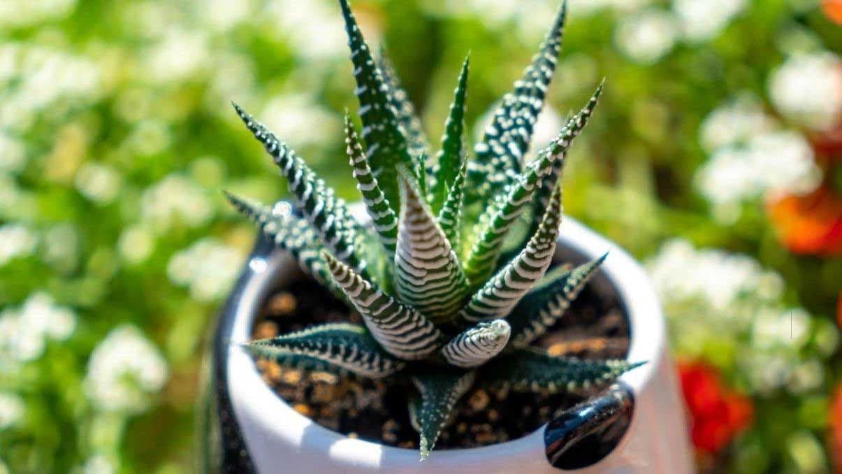 How to Grow and Care for Zebra Plants Indoors