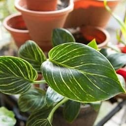 How to Grow and Care Philodendron Houseplants