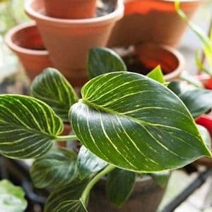 How to Grow and Care Philodendron Houseplants