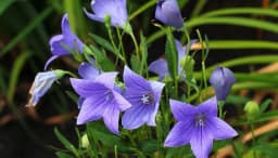 How to Grow and Care for Balloon Flowers