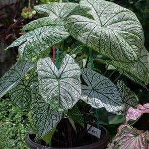 How to Grow and Care for Calathea