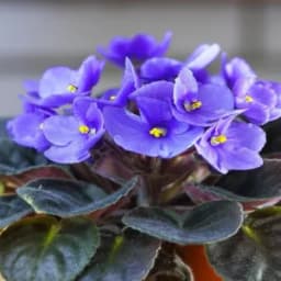 How to Grow and Care for African Violets