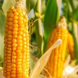 How to Grow and Care for Corn Plants