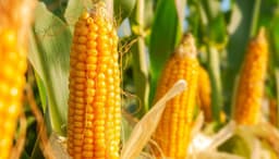 How to Grow and Care for Corn Plants