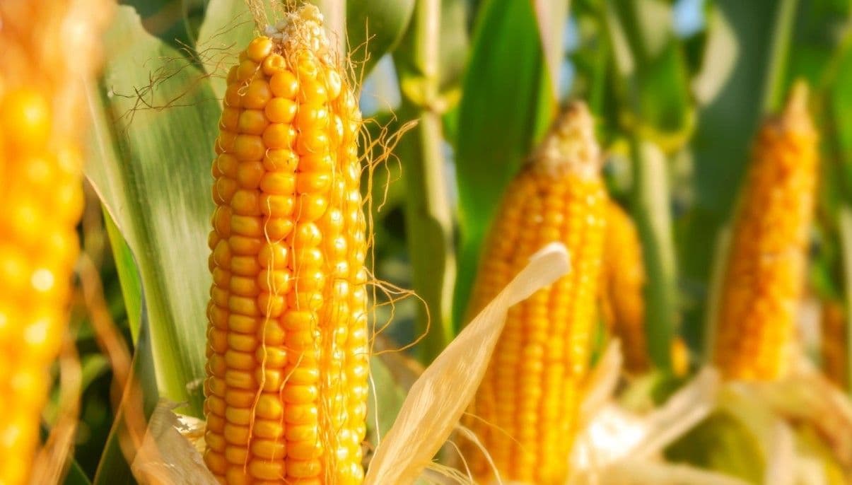 How to Grow and Care for Corn Plants