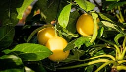 Meyer Lemon Trees: How to Grow, Propagate, and Harvest