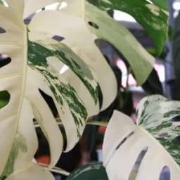 How to Grow Monstera Albo - Guide for Plant Lovers