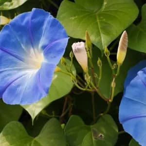 How to Grow and Care for Morning Glory