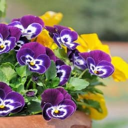 A Complete Guide on How to Grow Pansies