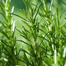 How to Grow and Care for Rosemary